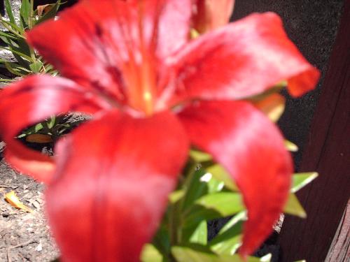 flowers - lilies