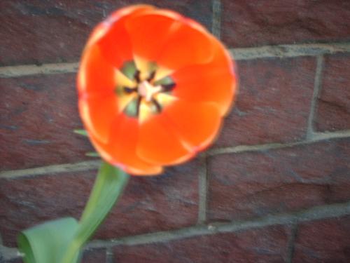 flowers - tulips