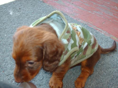 pets - one of my dogs little puppies. Mini Dachshunds.
