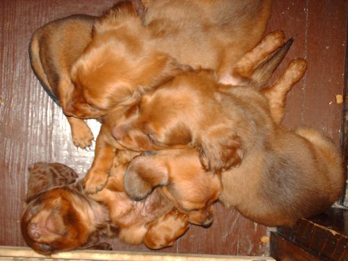 puppies - baby mini dachshunds.