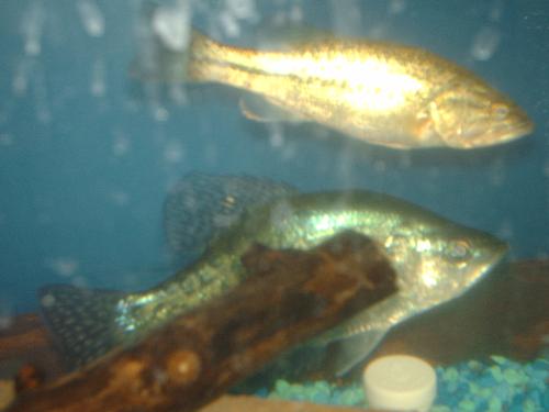 fish - Bass is our fish tank.