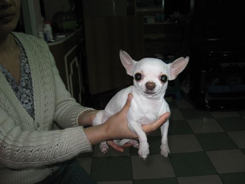 chihuahua - all kinds of lovely chihuahua