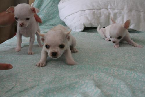 chihuahua - all kinds of lovely chihuahua