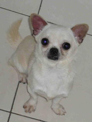 chihuahua - all kinds of lovely chihuahua