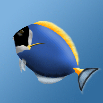 colorful fish - beautiful and colorful fish