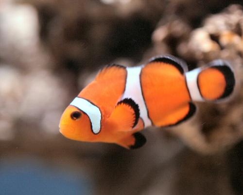Clown fish - clown fish are colorful and cute and look at this one