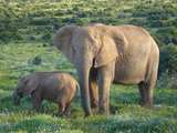 Elephants - Cute animal