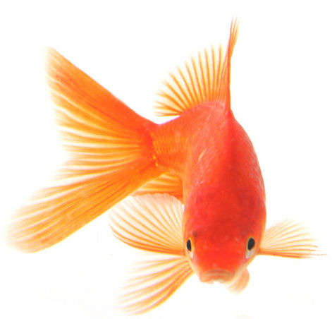 gold fish - gold fish good to look