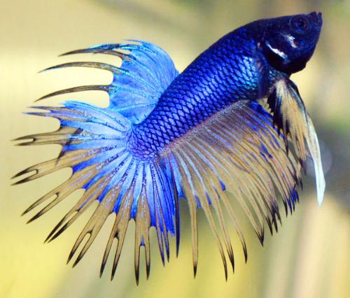blue fighter - blue color fighter fish