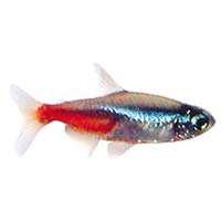 silver and red color fish - fish with beautiful and shiny colors,but not cute