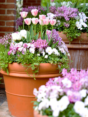 flowering plants - for discussion