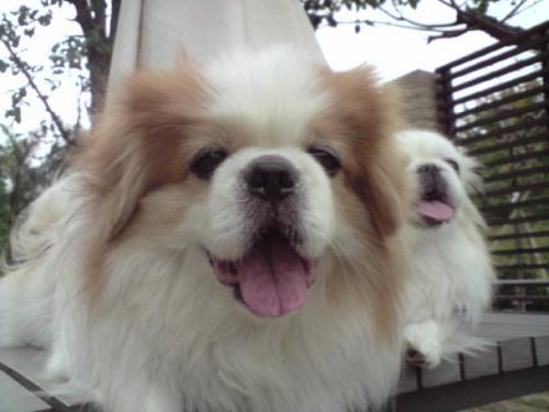 my friends' dog - a close up of my friends' dog, very cute, isn't it?