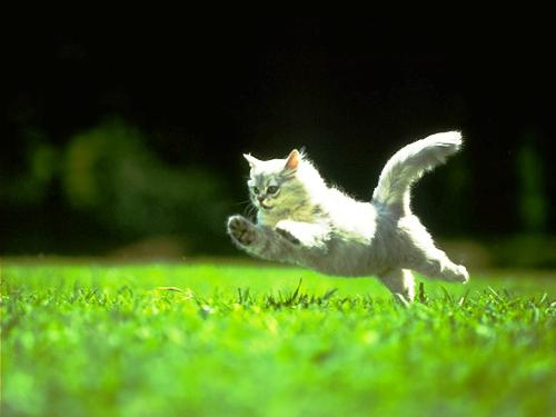 Cat Playing - Cat playing in the grass.