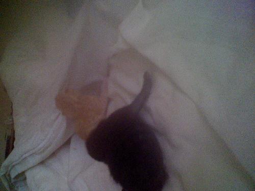 kittens - born 12th may 2009