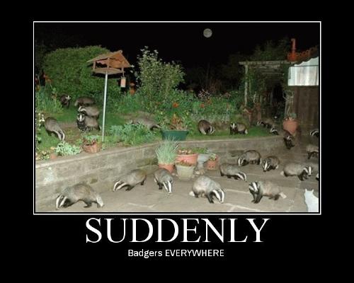 badgers - yiiiiiiiii!