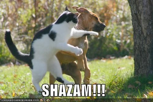 shazam - cat ain't taking it