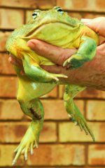 Lovely green frog - Its a lovely green frog