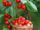 my lover - cherry,my favourite!!!love love love