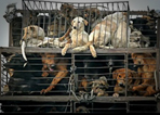 Dogs in cages - Dogs in China in cages