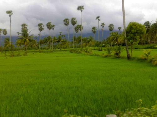 Green paddy fields of Kerala, God's own country... - lush green paddy fields are a very common sight in Kerala, which happens to be the southernmost state of India. very cooling for the eye and mind alike, Kerala is a treat for tourists.