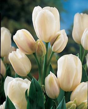 White tulips make me melancholic.. - Flowers are beautiful!
