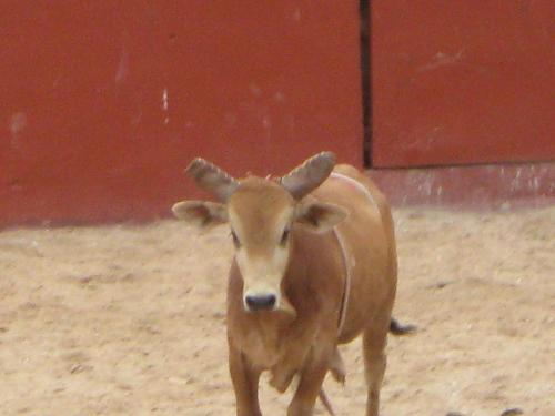 Bull at the Rodeo - This is a picture that was taken at the local bull fight and rodeo here in town. Nothing gets killed or hurt here, or I would never go.