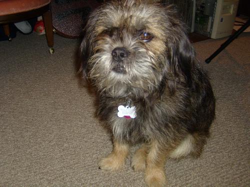 Lhaffon Dog - Lhaffon dog, two years old. Lhaffon is a real breed, a mixture of a Lhasa Apso and a Brussels Griffon.