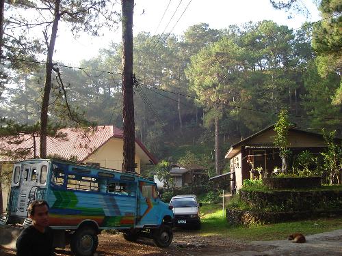 do you like trees? - Bagiuo is a cold place in philippines.