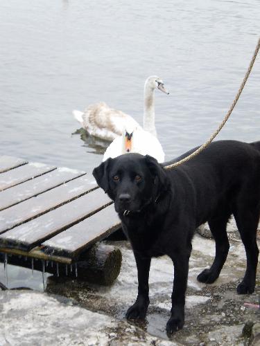 My Labrador - unusually not in the water! - This photo was taken at Yvoire in the Rhone Alps region of France, near the Swiss border, on a very cold day! Louis would normally be in the water, but alas, he is now 8 years old and suffers with arthritis - such cold water is not a good idea any more. He was most vexed when he couldn't play with the Swans later on the walk!  Louis was rescued from Labrador Rescue South East, a wonderful organisation in the UK - we always rescue our dogs from them - and has been a great pleasure and a wonderful companion to have - grateful thanks to you all at Labrador Rescue - keep up the good work.