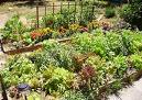 my garden - vegetables