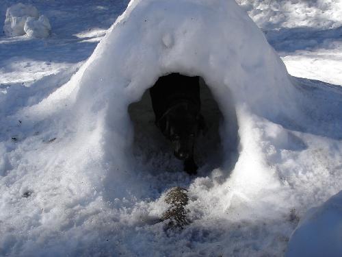 Louis the Labrador in an Igloo! - Louis loves the snow - but thought this particular house was a little too small!