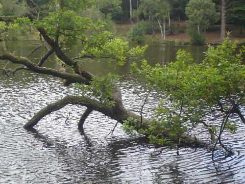 Tree Growing in Lake - Again in Buchan Country Park, a tree growing in the lake... interesting shape.