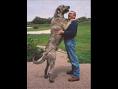 Big Dog - this is a real big dog