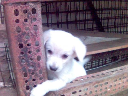 Pet - One of our dogs when she was still a puppy