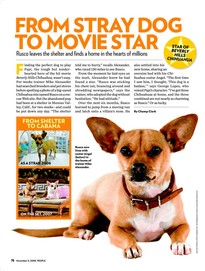 From Stray Dog To Movie Star - picture of rusco the stray dog and became a movie star.