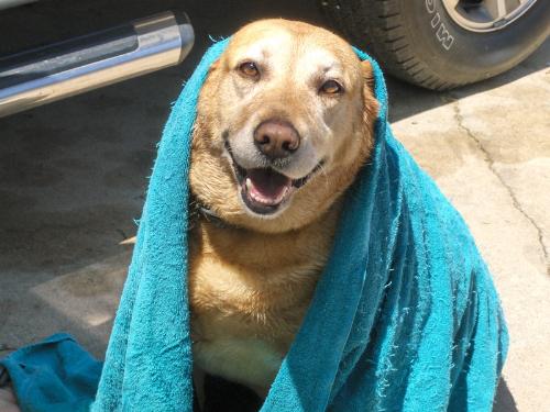 Budder the Wonder Dog! - This is our Lab Budder. She was our best friend and she has passed away last month. We miss her so much!