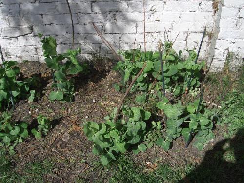 Peas. - My marrow fat peas coming along nicely
