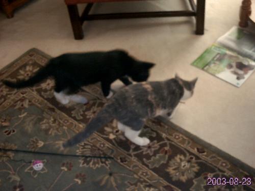 Our Kittens - Samson and Callie. Samson, our very first male cat, is the tuxedo cat and Callie is the dilute calico.