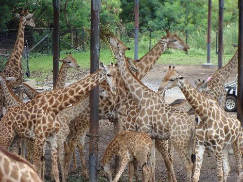 Giraffes - Giraffes in a zoo