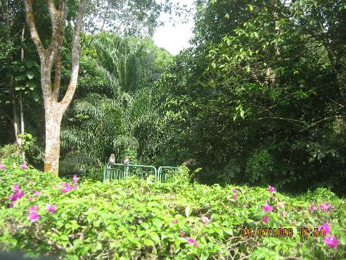 nature  - this is a picture of the nature park in Singapore