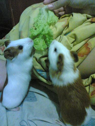 my pets - they are so cute