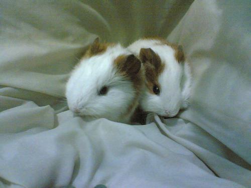 my pets 2 - so spoil
