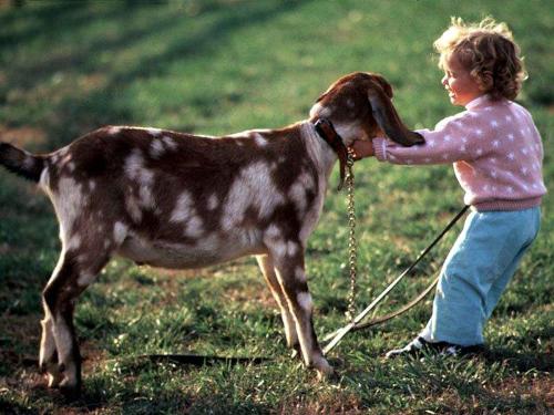 Son - A son is a male offspring; a boy, man, or male animal in relation to either or both of his parents.