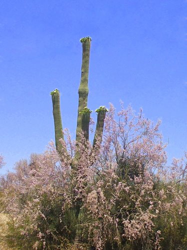 The Sonoran Desert in bloom - The temperatures are in the three digits, it always amazes me how beautiful the desert can be in spite of these conditions!