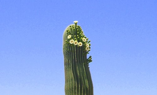 Saguaro Blooms - Interesting flowers!