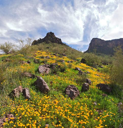 Picacho Peak - The poppies blooming on Picacho Peak, AZ. This usually happens in April.