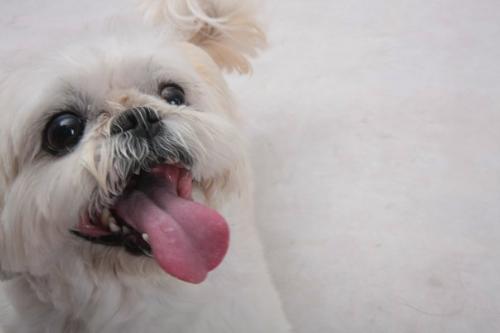 Dog - The dog looks so cute, is she looking for food?