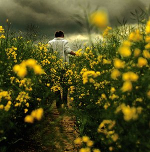 photography - beautiful fields