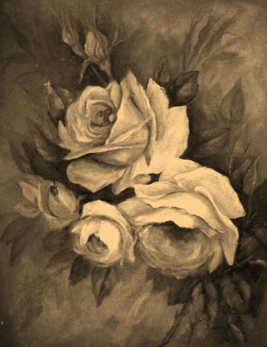 flowers - rose