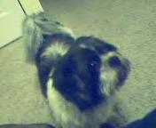 Cody my Shih Tzu - This is a picture of my pet named Cody he will be 11 years old on Saturday.